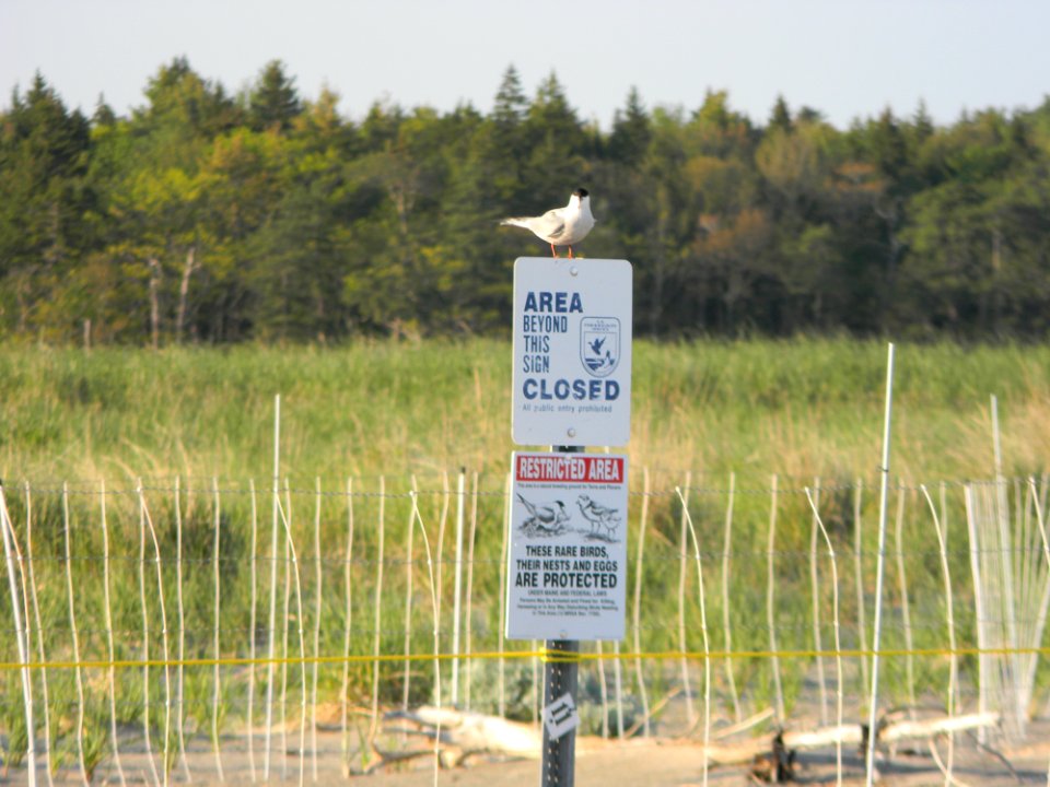 Roseate Tern on Refuge Sign at Rachel Carson National Wildlife Refuge