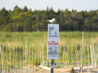 Roseate Tern on Refuge Sign at Rachel Carson National Wildlife Refuge photo
