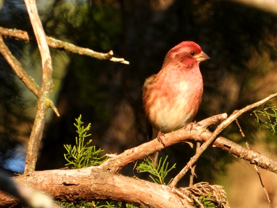 Purple Finch
