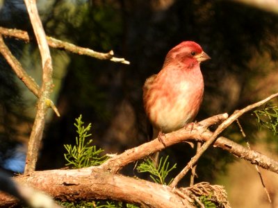 Purple Finch photo