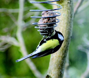 Mealtime food spring