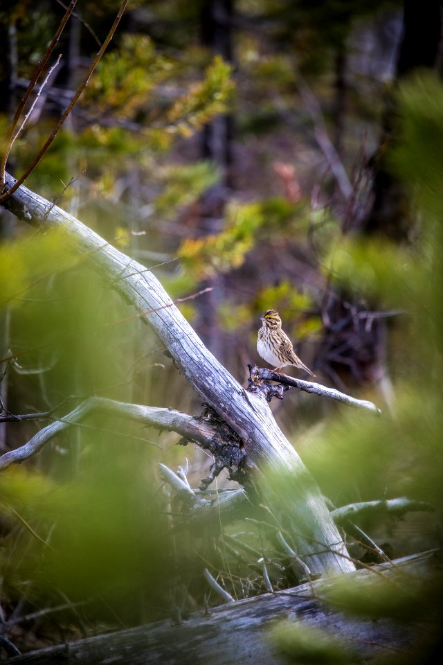 Savannah sparrow (Passerculus sandwichensis)