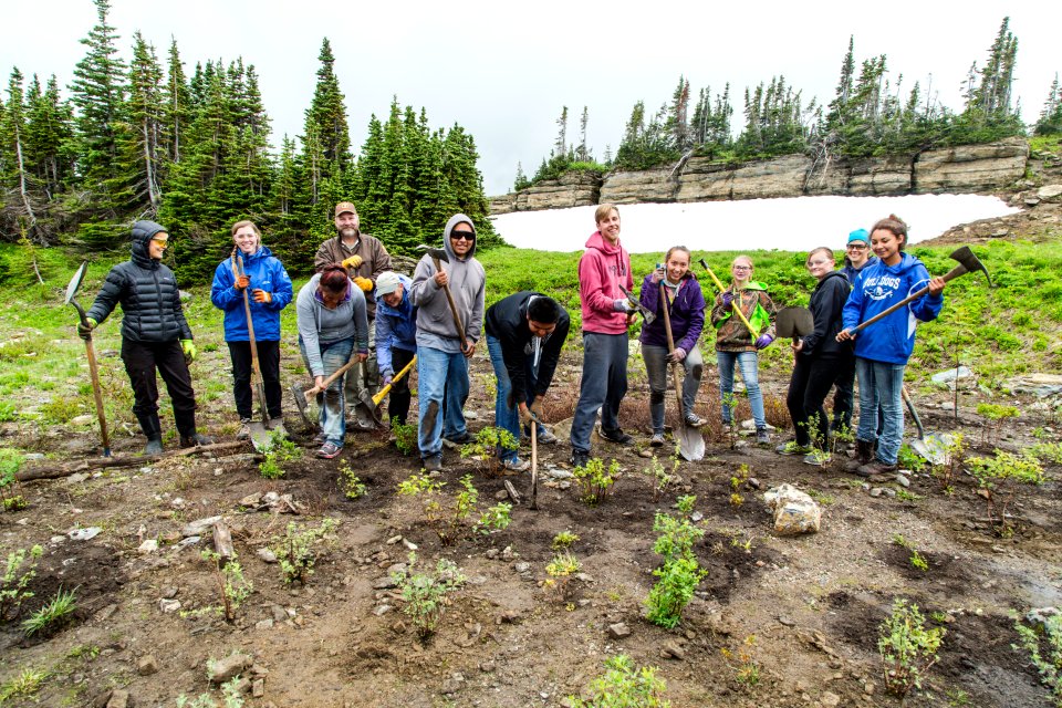 Volunteer Group Planting at Logan Pass 32