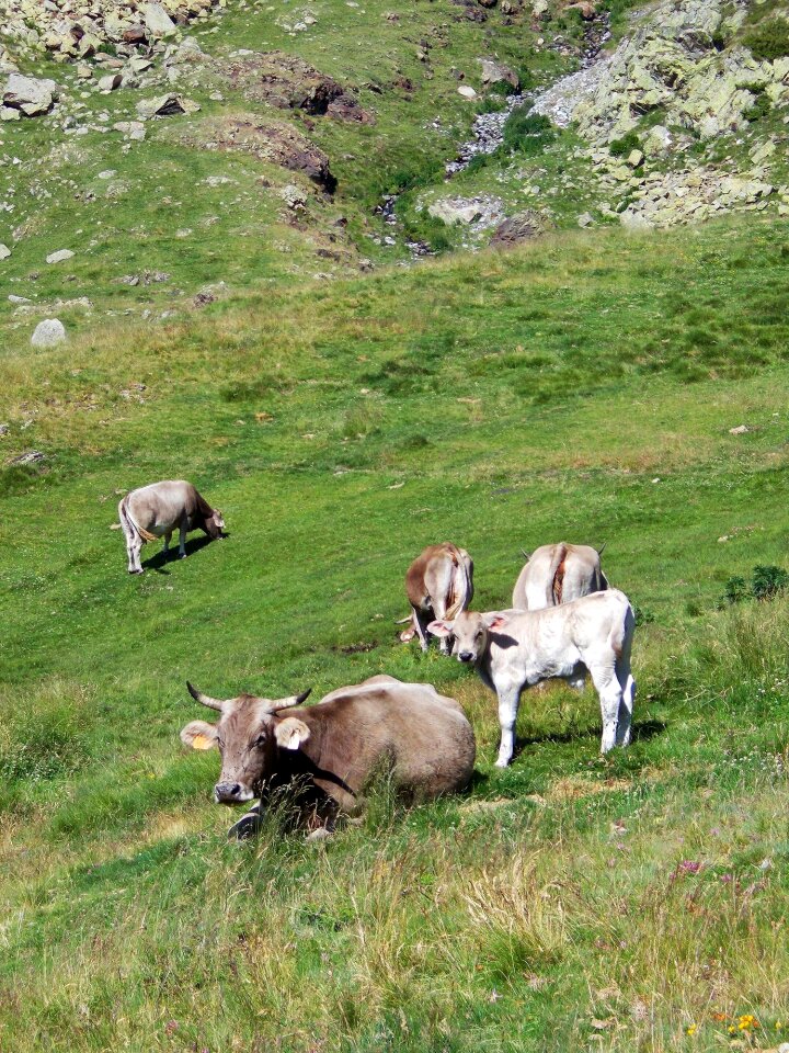 Bovine landscape grass
