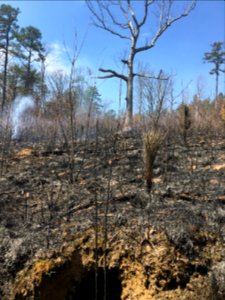 Controlled burn to restore mountain longleaf pine in northwest Georgia - 170317-FS-Chattahoochee-Oconee-SB-041