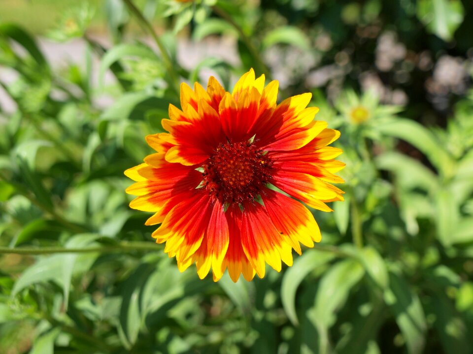 Cockade gaillardia parrot flower