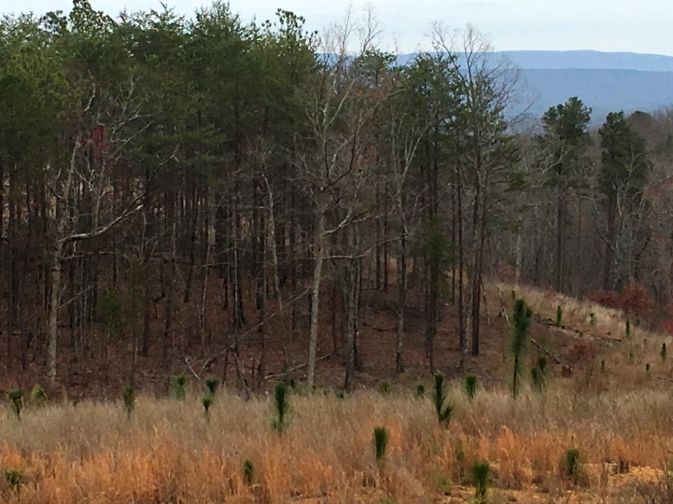 Controlled burn to restore mountain longleaf pine in northwest Georgia - 170317-FS-Chattahoochee-Oconee-SB-007