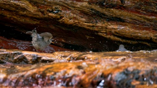 Dipper - Whats for dinner