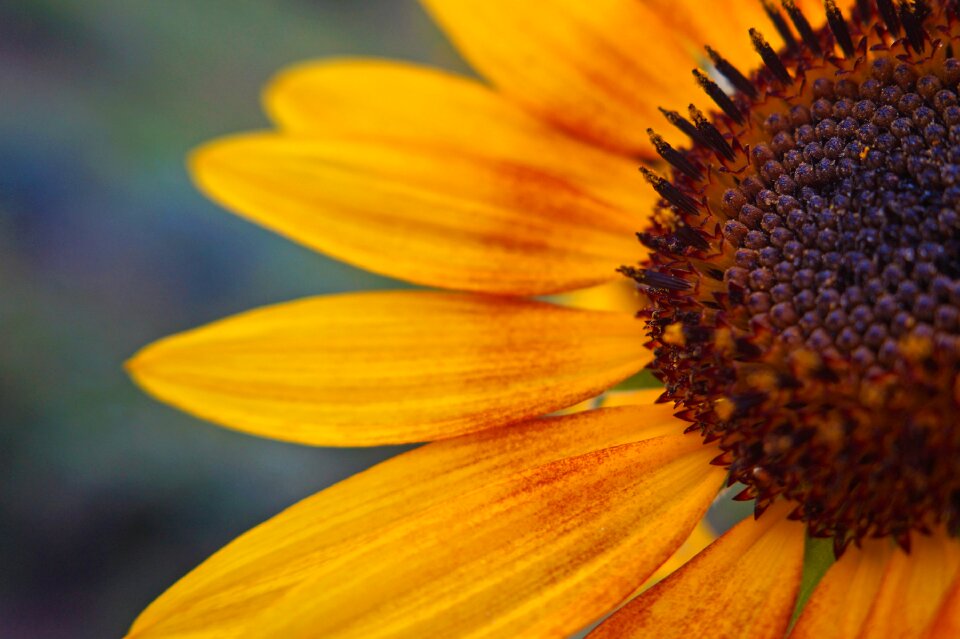 Yellow flower plants flowers