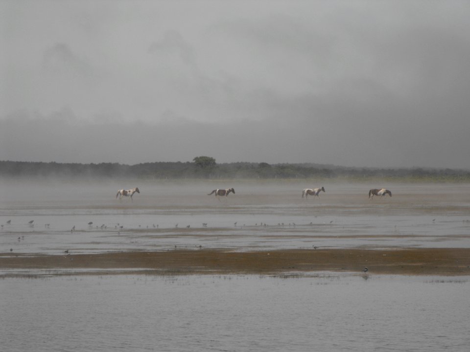 Ponies in the mist