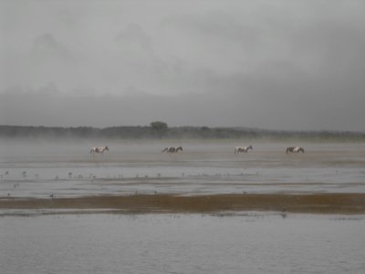 Ponies in the mist photo