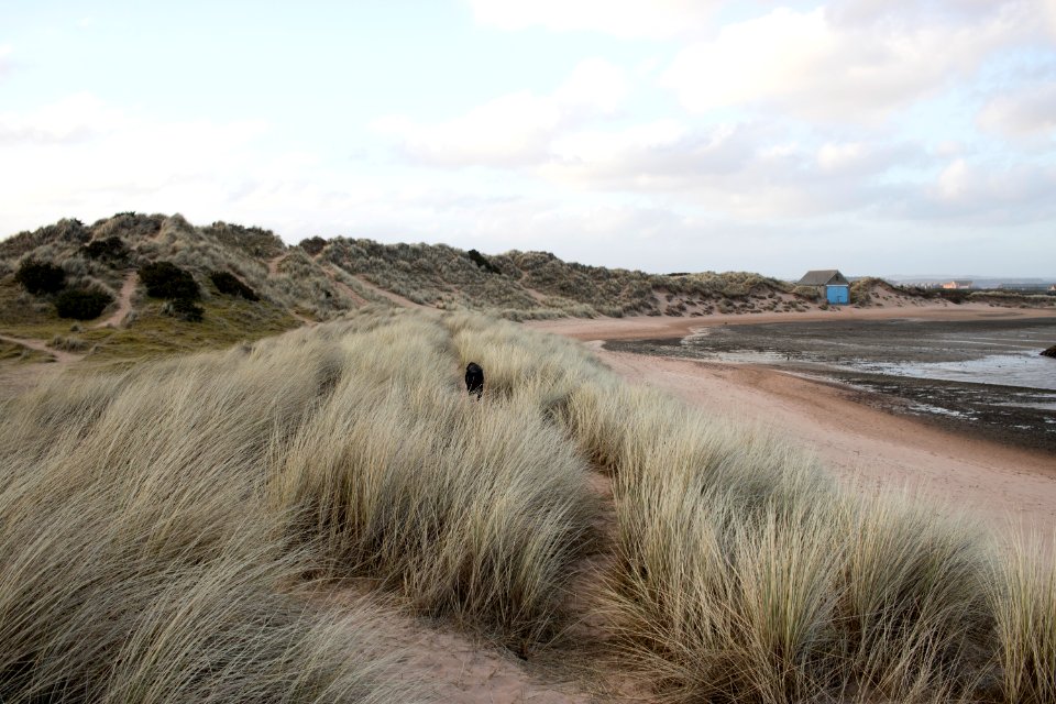 Dog running through Grass at Beach