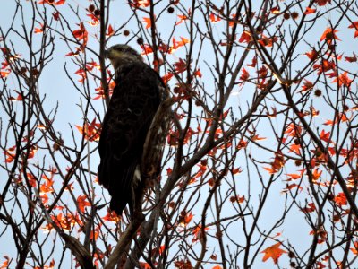 Juvenile Bald eagle in Sweetgum Tree at Eastern Neck National Wildlife Refuge