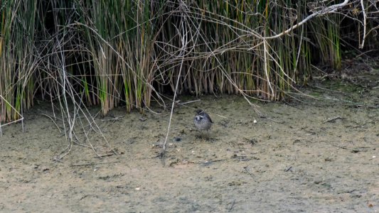 Bluethroat female