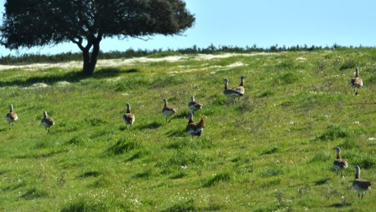 Great Bustards