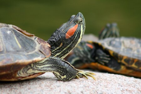 Amphibious shell reptile