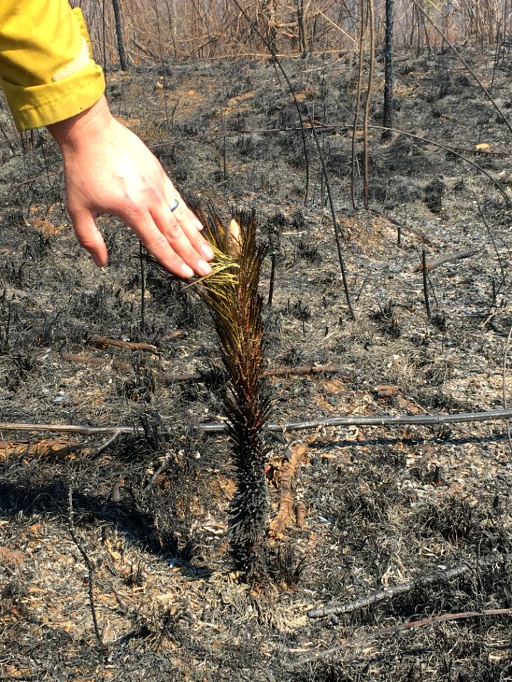 Controlled burn to restore mountain longleaf pine in northwest Georgia - 170317-FS-Chattahoochee-Oconee-SB-044