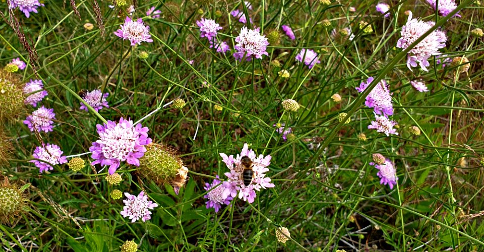 Columbaria De Scabiosa, "Mariposa Azul". Abeja (Andrena).