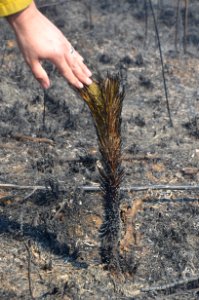 Controlled burn to restore mountain longleaf pine in northwest Georgia - 170317-FS-Chattahoochee-Oconee-SB-055