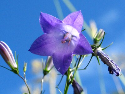 Nature grass flourishing photo