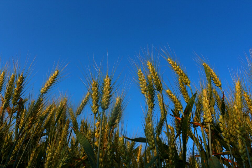 Sky maturation agriculture