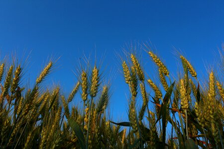 Sky maturation agriculture