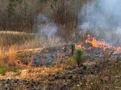 Controlled burn to restore mountain longleaf pine in northwest Georgia - 170317-FS-Chattahoochee-Oconee-SB-014