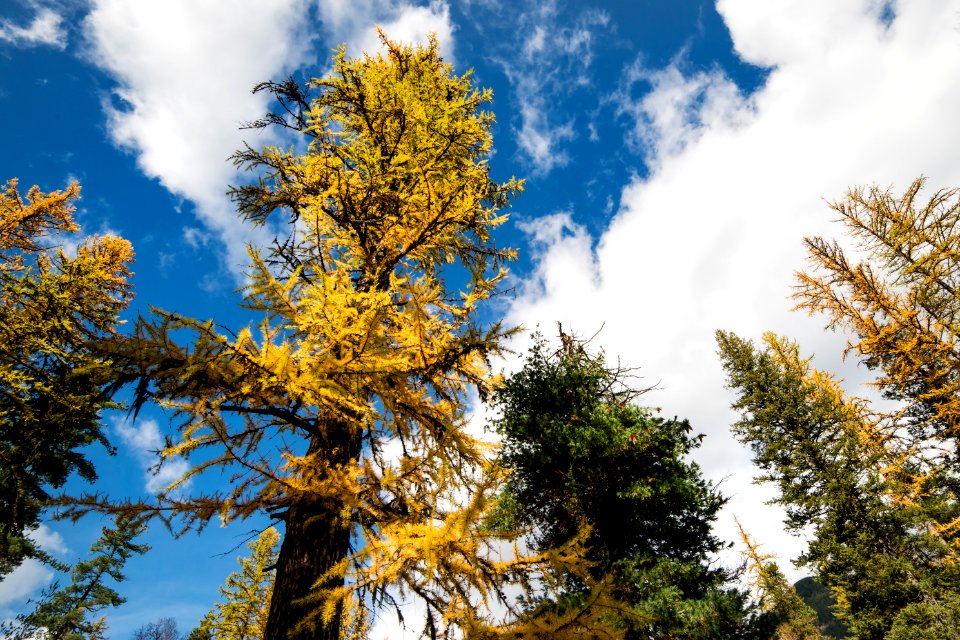 Housing- Larch