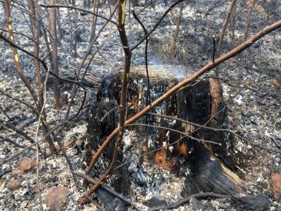 Controlled burn to restore mountain longleaf pine in northwest Georgia - 170317-FS-Chattahoochee-Oconee-SB-040