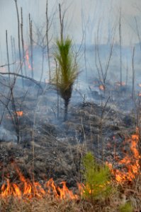 Controlled burn to restore mountain longleaf pine in northwest Georgia - 170317-FS-Chattahoochee-Oconee-SB-049
