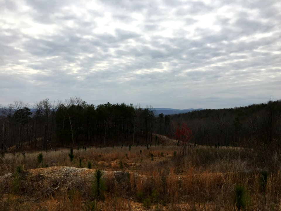 Controlled burn to restore mountain longleaf pine in northwest Georgia - 170317-FS-Chattahoochee-Oconee-SB-006