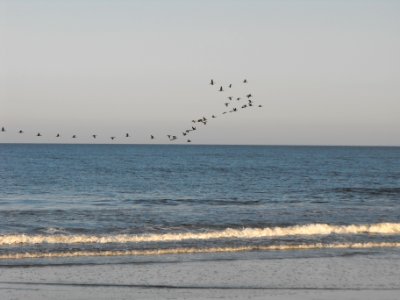 Migration over Wild Beach
