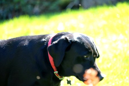 Black Labrador in front of Grassy Background photo
