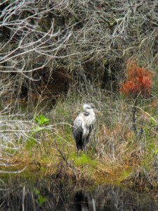 Great blue heron photo