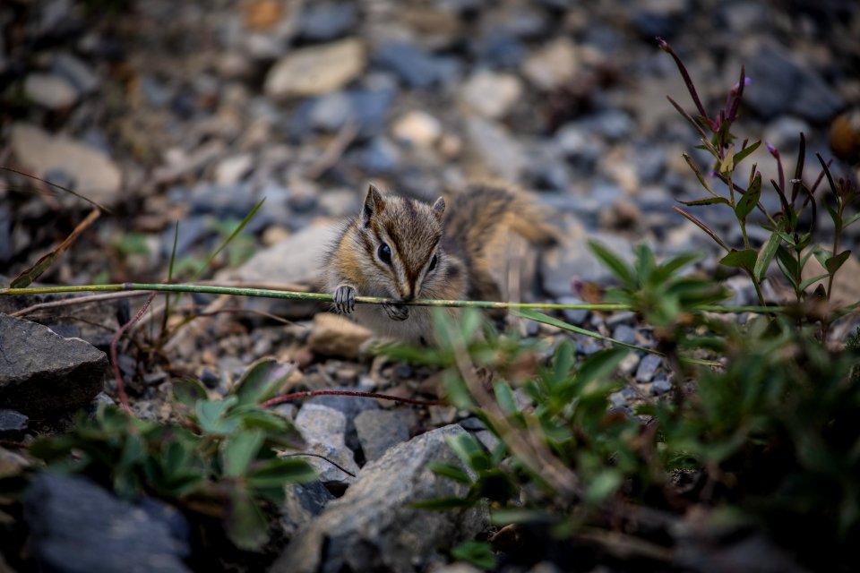 Least Chipmonk photo