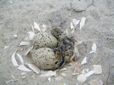 Piping Plover eggs and chicks photo