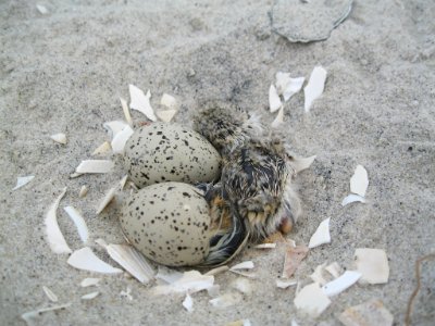 Piping Plover eggs and chicks