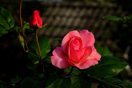 Rosebud bud red