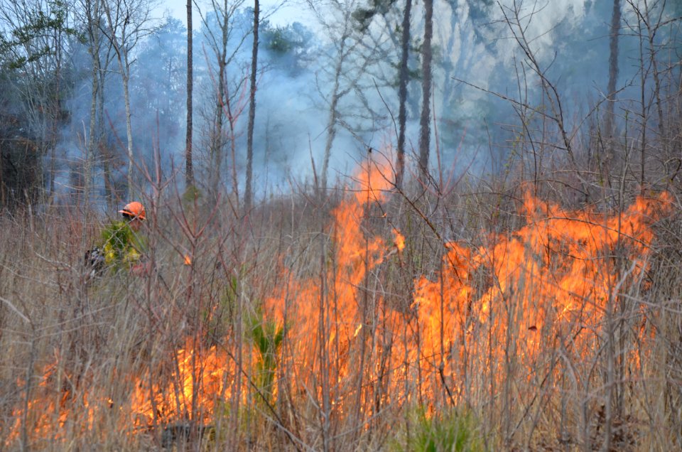 Controlled burn to restore mountain longleaf pine in northwest Georgia - 170317-FS-Chattahoochee-Oconee-SB-051