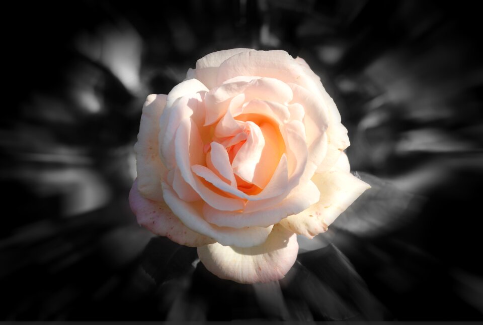 Flower pink black background