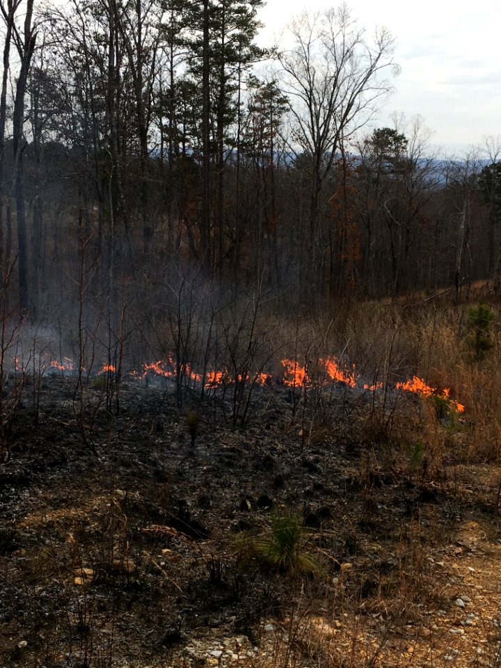 Controlled burn to restore mountain longleaf pine in northwest Georgia - 170317-FS-Chattahoochee-Oconee-SB-016