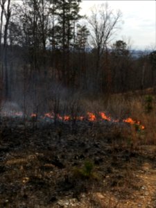 Controlled burn to restore mountain longleaf pine in northwest Georgia - 170317-FS-Chattahoochee-Oconee-SB-016
