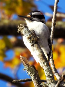 Hairy woodpecker