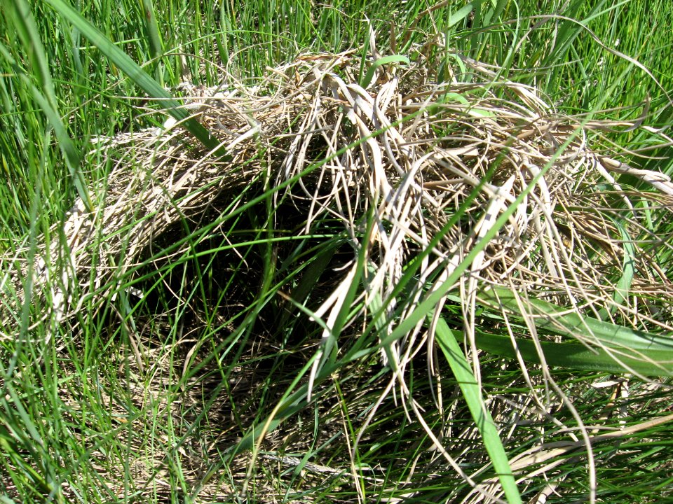 Saltmarsh sparrow nest