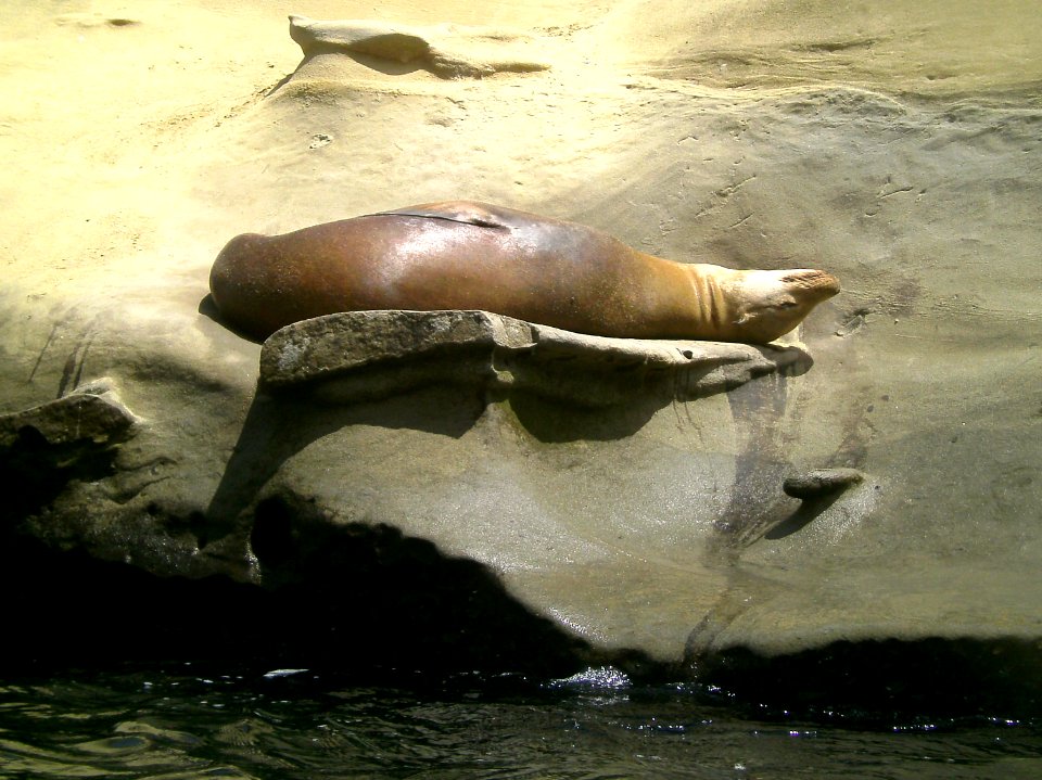 California sea lion enjoying the sun