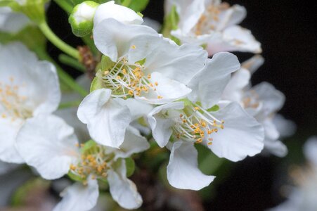Closeup blossom plant