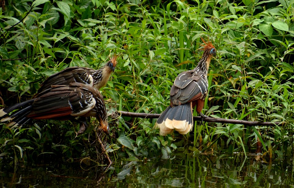 Hoatzin photo