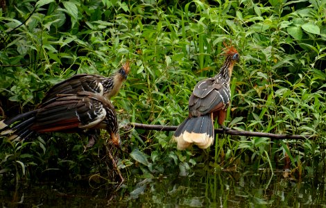 Hoatzin