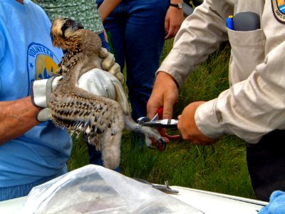 Banding a young osprey photo