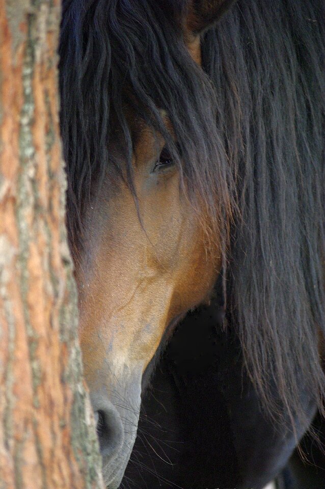 Animals animal pre